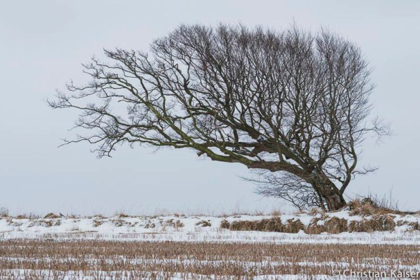 vom Westwind gebeugt. Der Windflüchter
