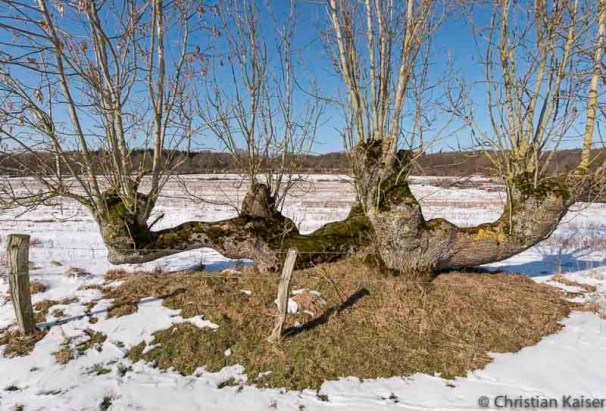 Knickharfe am Ende des Winters