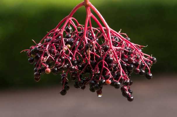 ck_beere-knick-web-10192