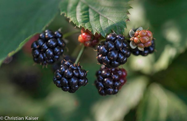 ck_bromb-knick-web-2268