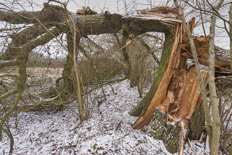 umgestürtzte morsche Eiche im Knick