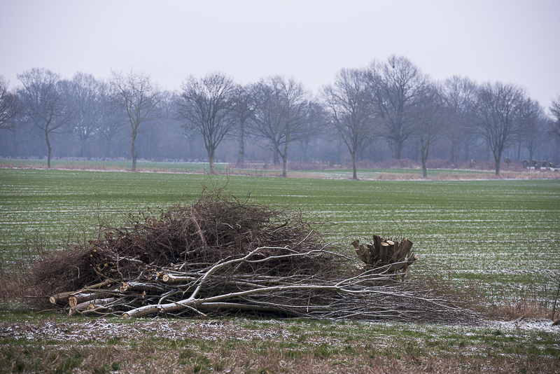 cut the hedges in wintertime
