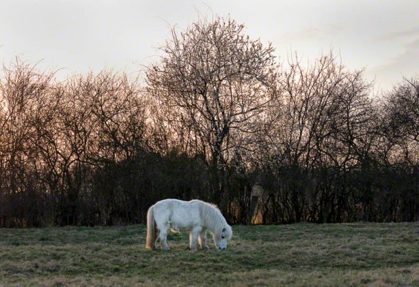 Pony vor einem dornenreichen Knick