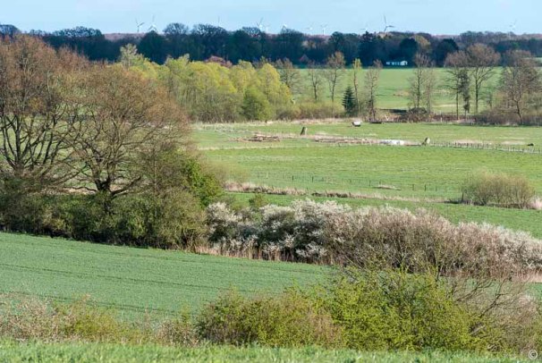 blühende Schlehenknicks bei Bad Oldesloe