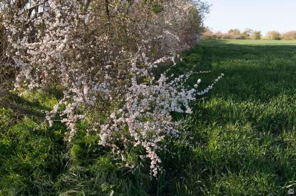 Schlehenblüte halbnah