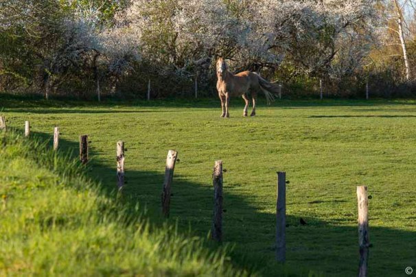 ck_knick_storman-0438