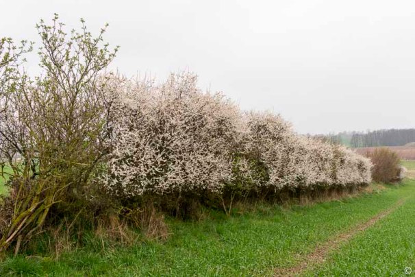 ck_storman-schlehen-knicks-9771