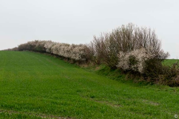 ck_storman-schlehen-knicks-9797