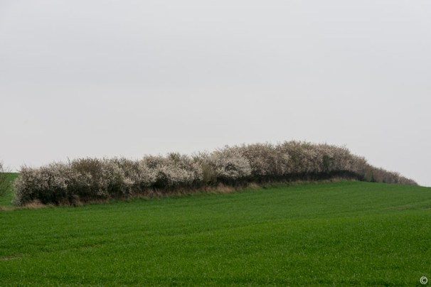 ck_storman-schlehen-knicks-9799