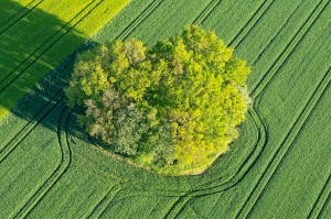 Baum und Feld aus der Vogelperspektive