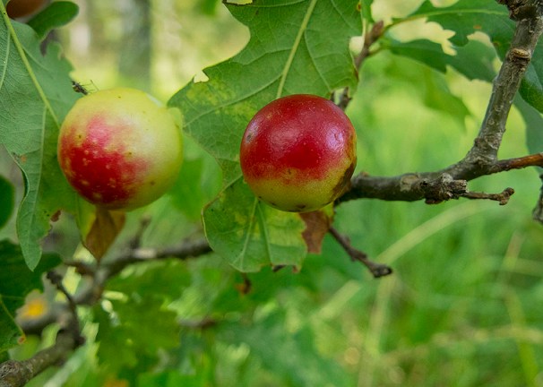 Kloevensteen Naturschutzgebiet