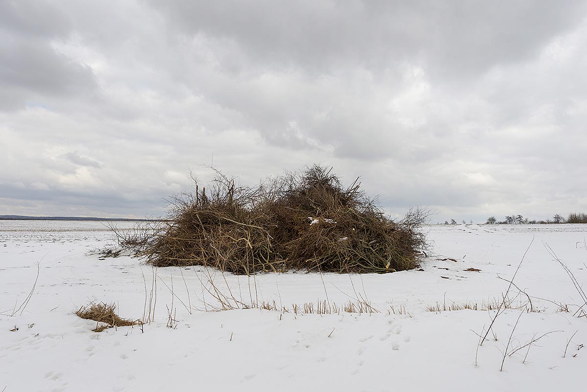 Knickholz in Dithmarschen