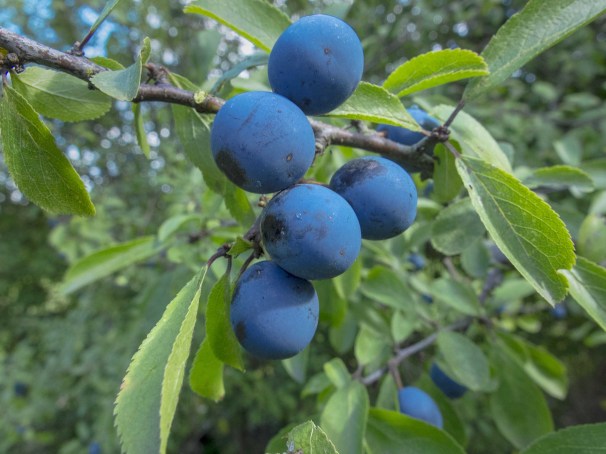 Reifende Schlehen im Knick