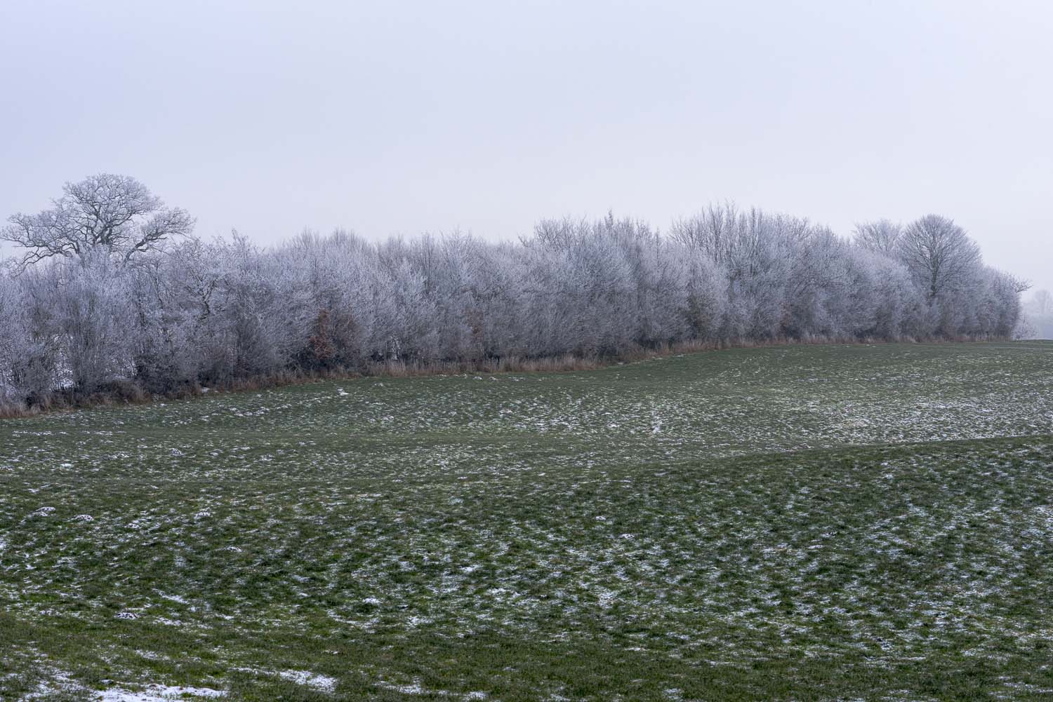 Der nächtliche Frost legte Raureif wie Zuckerguss auf die Zweige des Knicks.