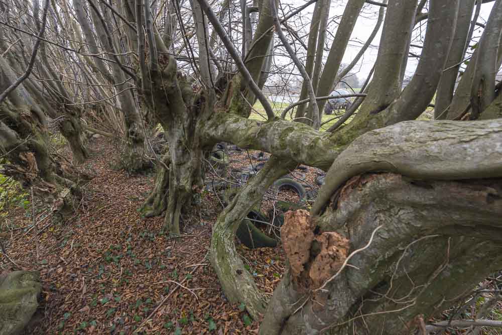 ck_knick-meezen-8569