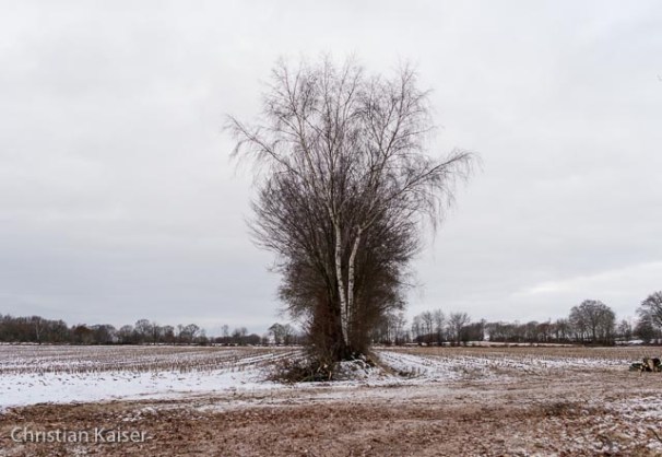 CK_knick_winter-7192