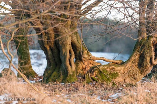 CK_knick_winter-7616