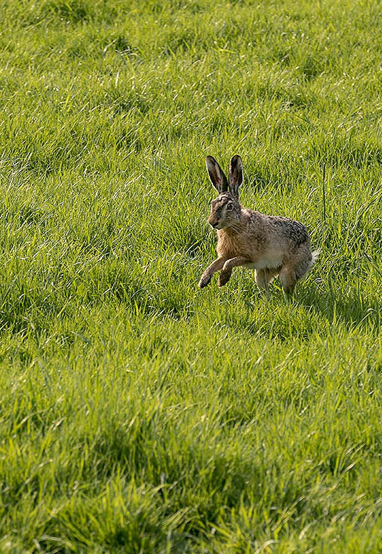 Neugierig kommt der Feldhase näher