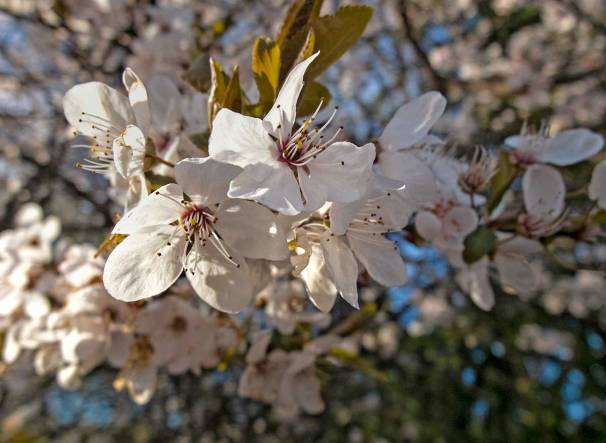 ck_kirschbluete-3676web