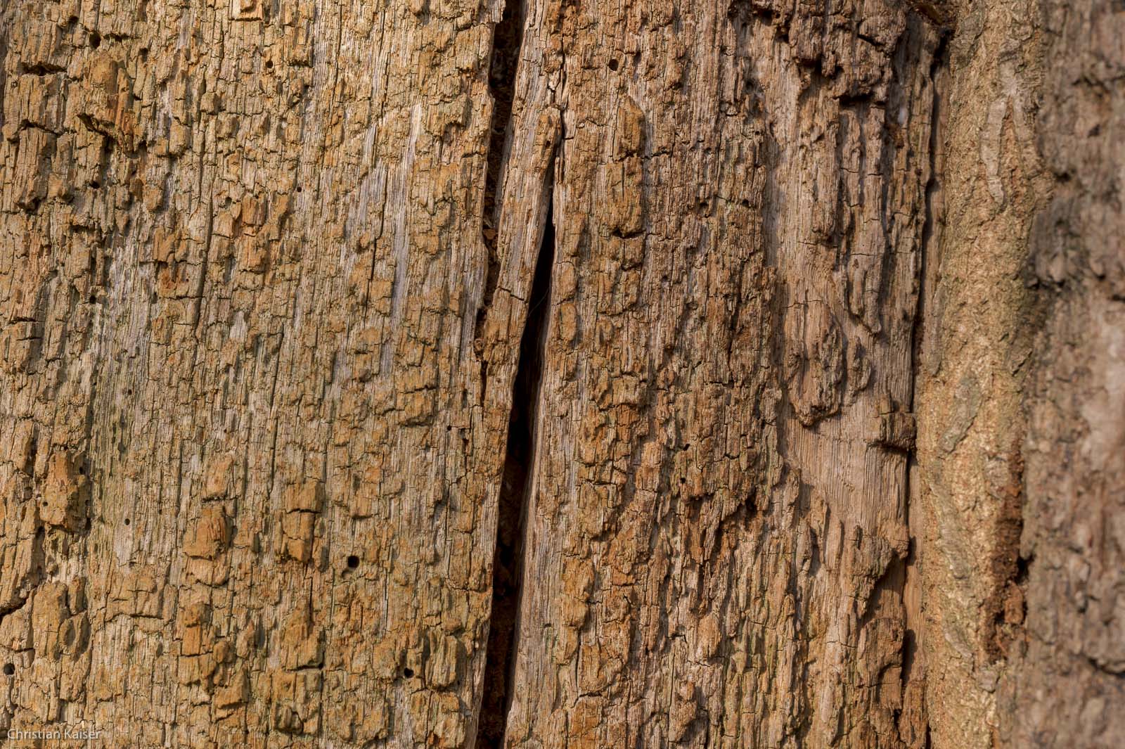 Alte Stamm einer hohlen und doch vitalen Eiche im Knick