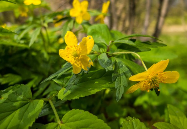 ck_knickflora-ls-7032