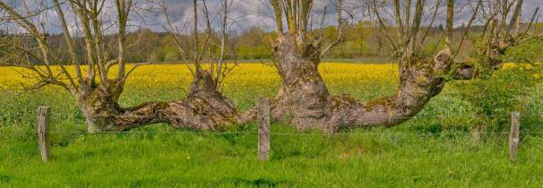 ck_knickharfe-4210webp