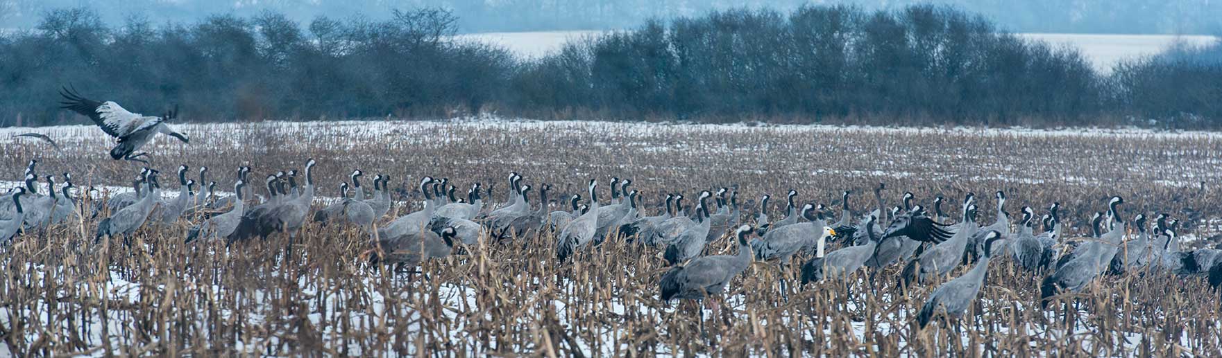 Kraniche auf Stoppelfeld