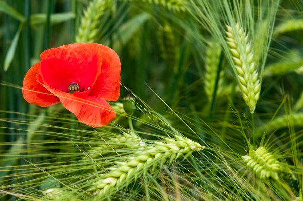 Mohn im Gerstenfeld