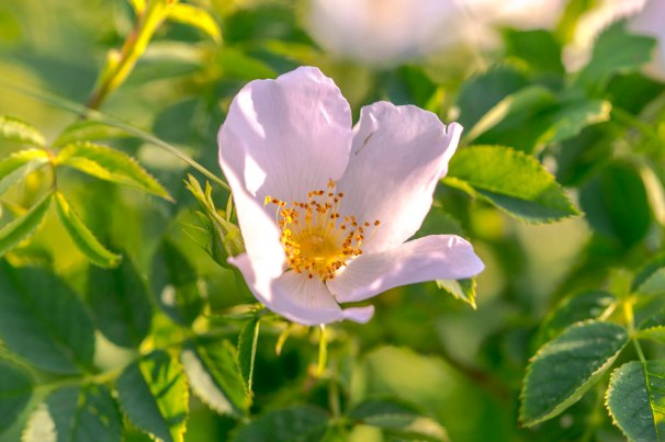 Heckenrose oder Hundsrose