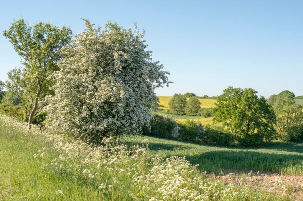 Knick zur Bluetezeit bei Lenzau Ostholstein