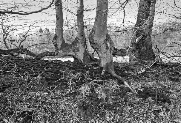 ck_knickharfe-3531sw-w