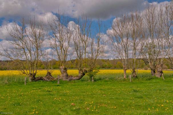 ck_knickharfe-4201web