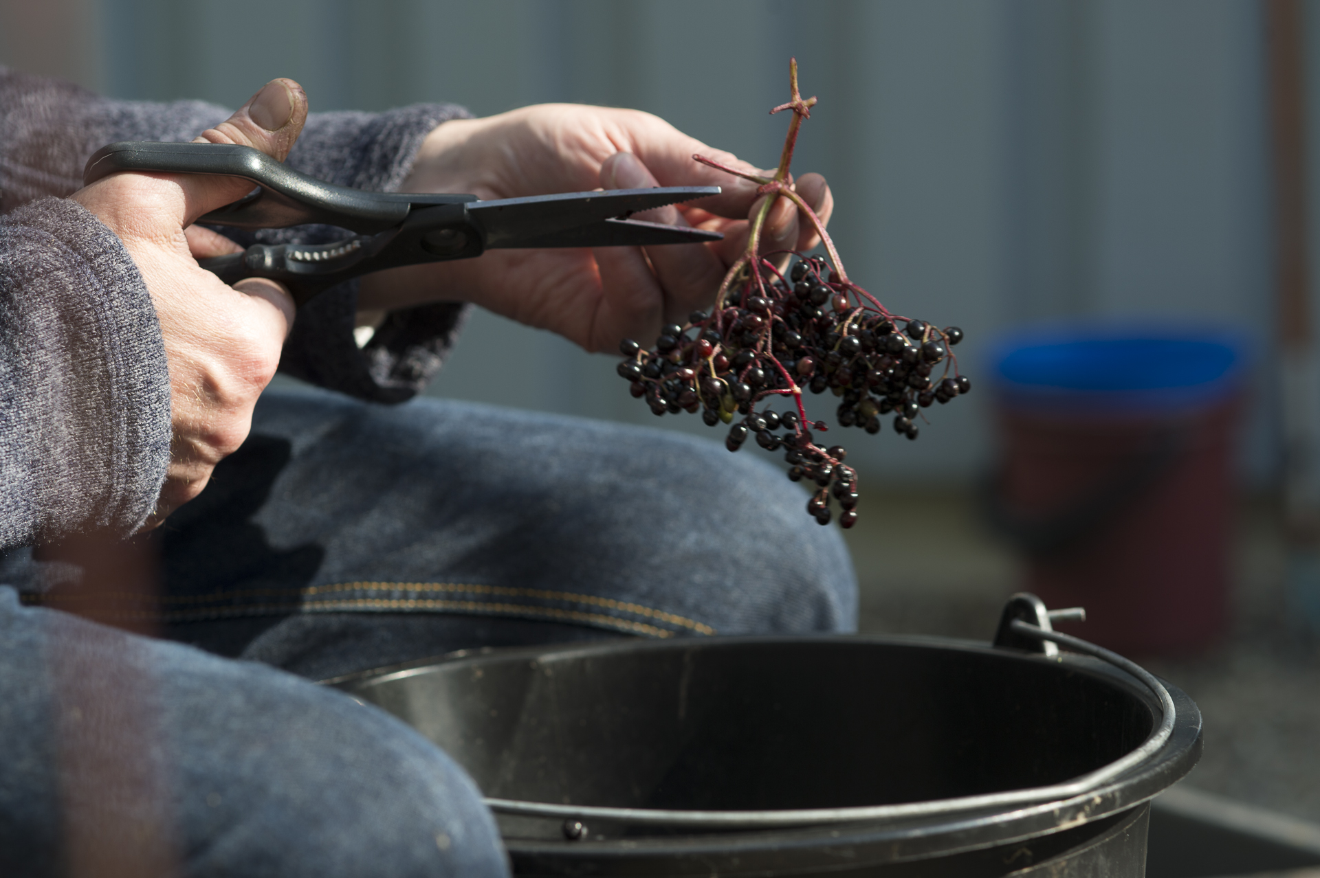 Verarbeitung von Fliederbeeren bei Snabbelsnuut
