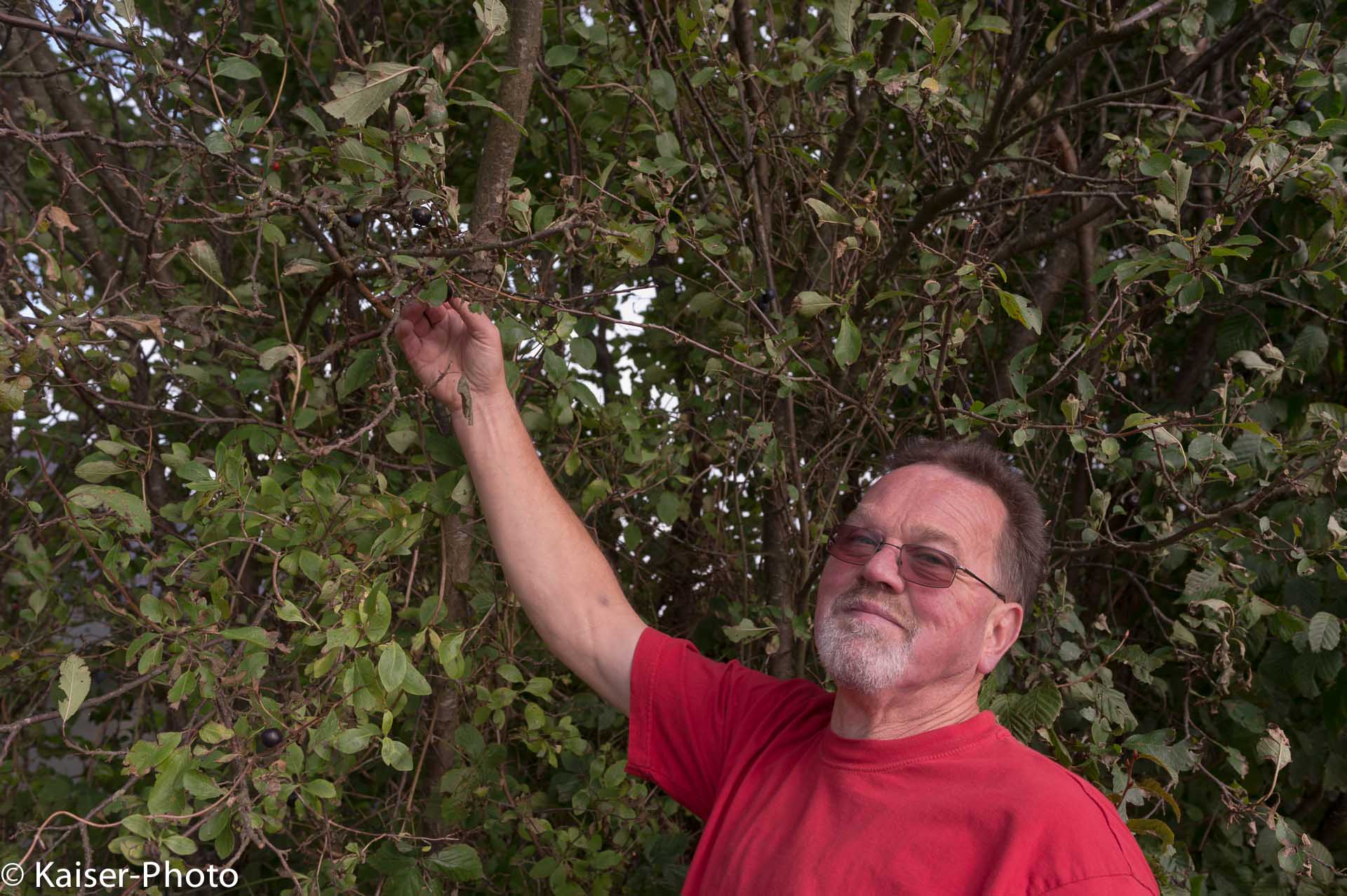 Manfred Alesch mit Kretenlikoer, Kreten sind Wildfruechte aus dem Knick