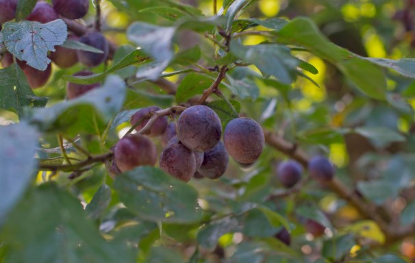 Spilken Ernte im Knick