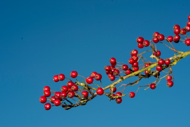 Weissdornfruechte im Knick