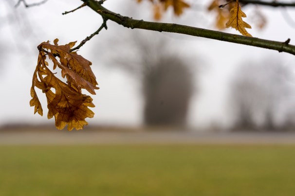 Winterliche Arbeit im Knick des Kattendorfer Hofs