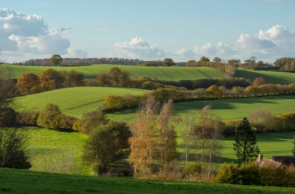 Knicks in Schleswig-Holstein