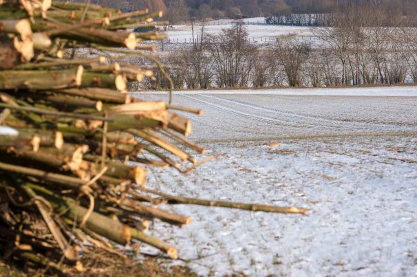 Winterliche Knicklandschaft mit Schnee