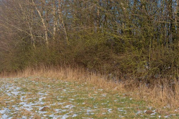 Winterliche Knicklandschaft mit Schnee