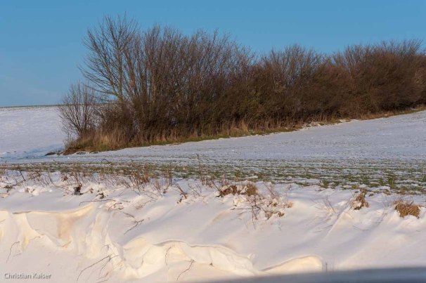 Winterlicher Knick auf verschneitem Feld zwischen Bujendorf und Gömnitz