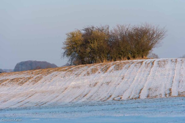 Winterlicher Knick auf verschneitem Feld bei Gömnitz nahe Neustadt OH