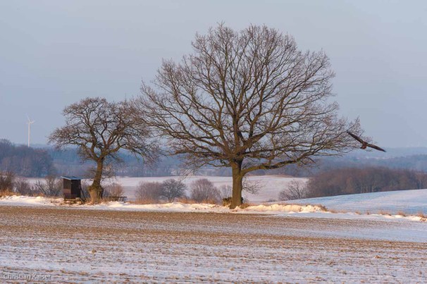 Winterlicher Knick auf verschneitem Feld bei Roge nahe Neustadt OH