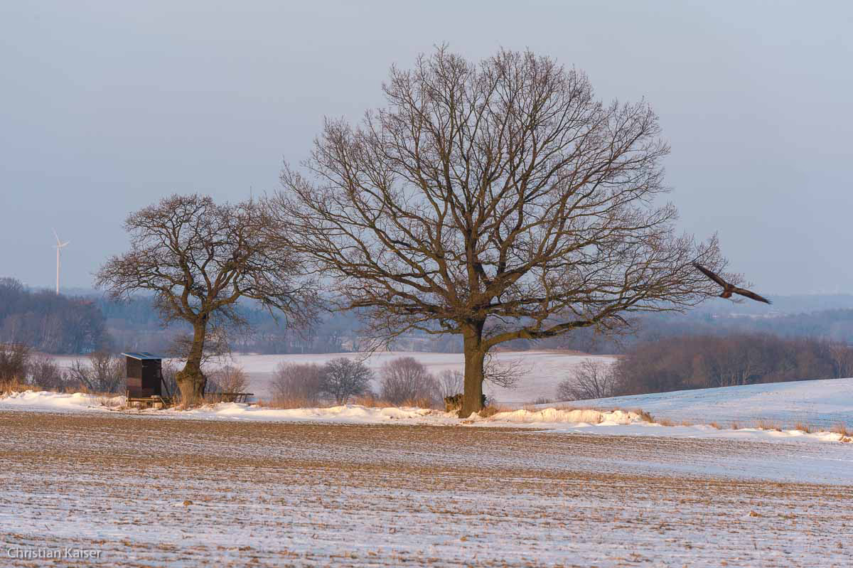 Winterlicher Knick auf verschneitem Feld bei Roge nahe Neustadt OH