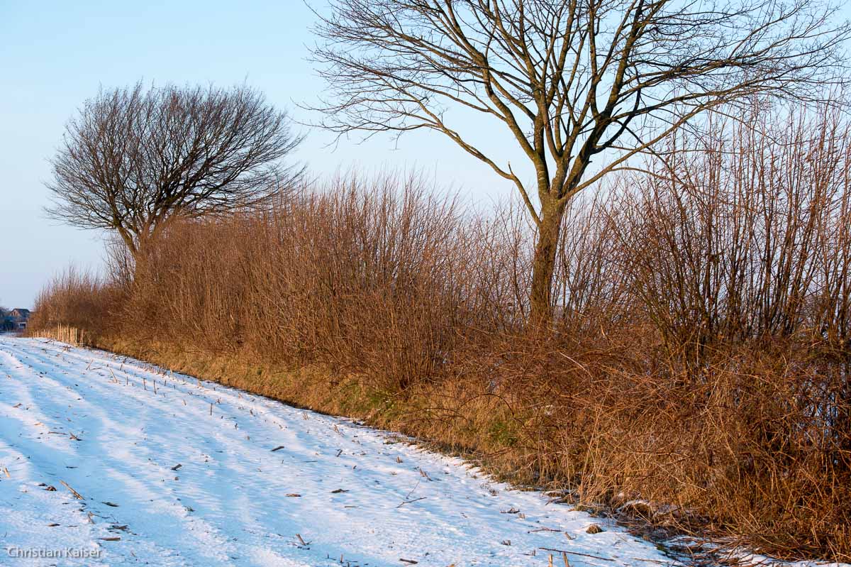Winterliche Eiche auf verschneitem Feld bei Neustadt OH