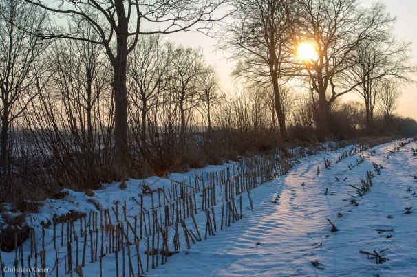 Winterliche Eiche auf verschneitem Feld bei Neustadt OH