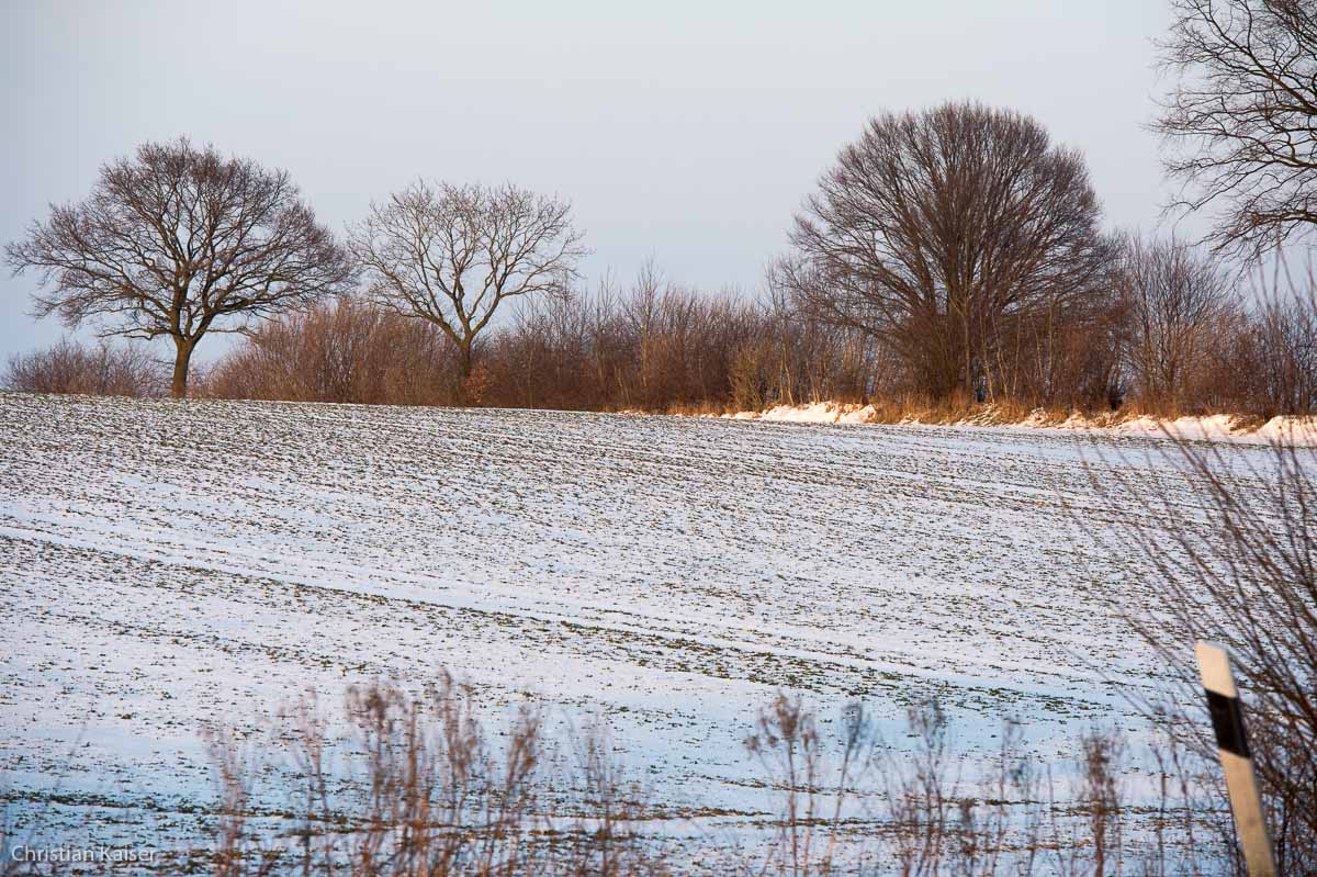 Winterliche Eiche auf verschneitem Feld bei Neustadt OH