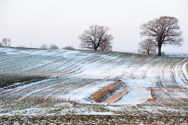 Winterliche Eichen auf verschneitem Feld bei Neustadt OH