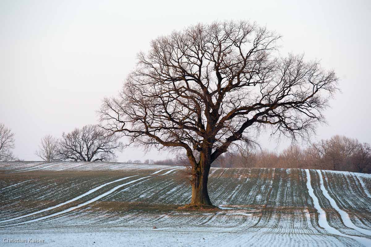 Winterliche Eiche auf verschneitem Feld bei Neustadt OH