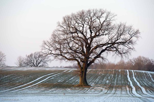 Winterliche Eiche auf verschneitem Feld bei Neustadt OH
